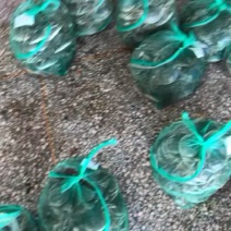 大闸蟹批发零售合作欢迎大家