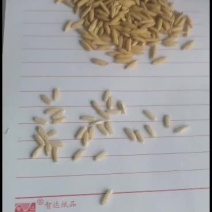 陕西汉中洋县新稻谷大量上市香谷有常规谷黑谷等有机谷五彩米