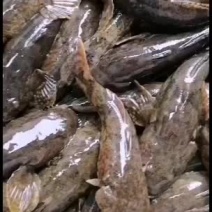 沙塘鳢沙塘鳢沙塘鳢沙塘鳢瞎嘎子鱼