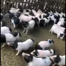 巴马香猪出售中要的联系