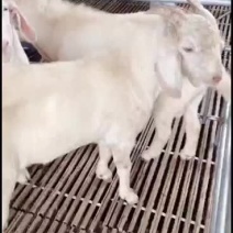美国白山羊种公，出售中要的联系