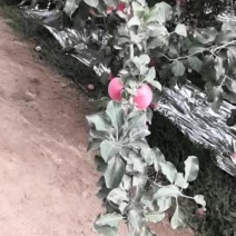 新疆阿克苏冰糖心红富士