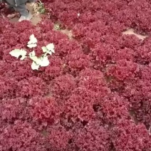 精品紫生菜