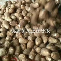 山东沂蒙山芋头价格产地货源充足质量保证代办一切手续