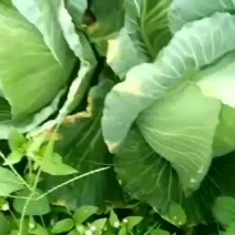 甘蓝类，规格1.3到2.5/公斤
