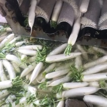 云南寻甸白萝卜基地选货现货直发
