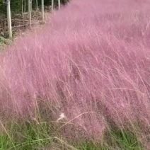 粉黛乱子草300万种植基地急售。助农扶贫项目。