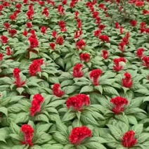 鸡冠花400万鸡冠花种植基地急售。助农扶贫项目
