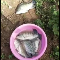 云南普洱生态养殖罗非鱼，肉质好，量大价优，欢迎联系