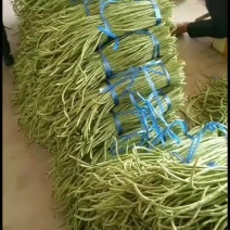 长豆角大量上市质量优美！