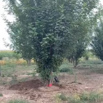 丛生白蜡5米6米7米精选丛生白蜡质量保证价格优惠