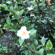 优质长林和湘林系列的嫁接油茶苗即将上市。