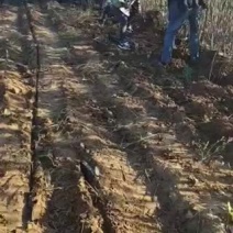 自家嫁接蜂糖李子苗南北方均适合，死苗补发