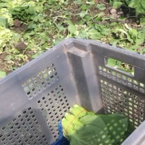 菜苔...可长期供货永不断货
