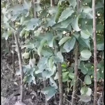 苹果梨苗，大量出售，好年