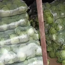 精品甘蓝产地直销价格合理