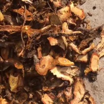 纯野生虎杖片子，个头大切片