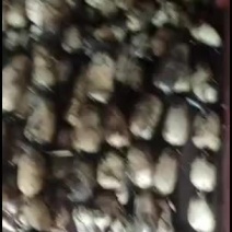 鄂莲6号莲藕。。。。