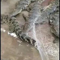 鳄鱼肉，鳄鱼尾，鳄鱼掌
