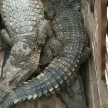 新鲜鳄鱼，小型鳄鱼，