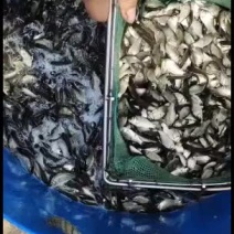 建鲤鱼苗，大量现货批发。