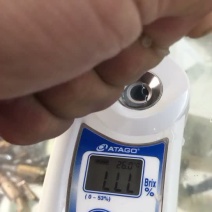 文旦柚果爸果妈玉环文旦上市啦