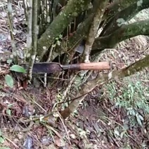 高山映山红大桩，野生下山桩。高200Cm，冠幅150Cm