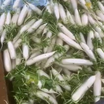 云南寻甸白萝卜种植基地选货