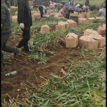 精品大姜火爆进行中欢迎全国客商前来洽谈
