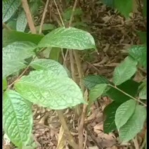 大量金花茶地栽苗出货