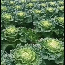 黄心大白菜个个满心，五斤起步