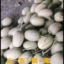 晓蜜25哈密瓜品质好耐运