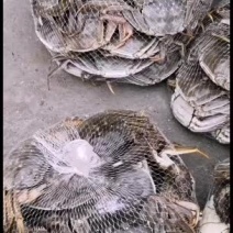 一手货源洪湖清水精品螃蟹大量货源