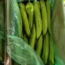 辣椒精品，各种品种辣椒
