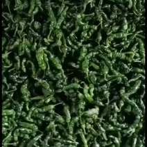 小皱皮，红线椒已上市