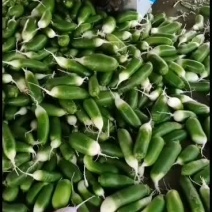 各种萝卜以上市，欢迎采购