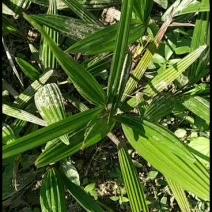 棕榈树苗棕桶苗板棕苗