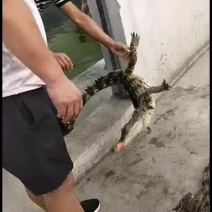 大量有新鲜鳄鱼鳄鱼肉