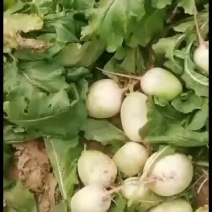 红心萝卜上市需要的联系我