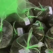 江苏精品大闸蟹2.5两母蟹批发兼零售