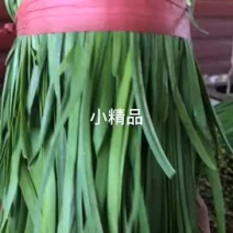 本人常年供应精品韭菜，