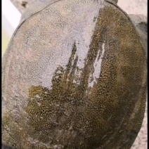 湖南中华鳖外塘3年甲鱼