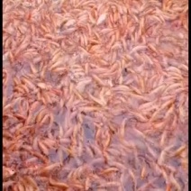 红鲤鱼苗，锦鲤鱼苗，大量批发水产地直销