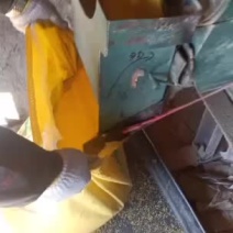 大金苗，小金苗，张杂5，张杂3，小米，内蒙产地直发，，