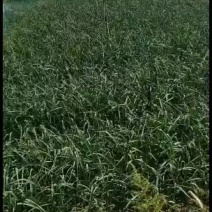 红根蒜苗红根蒜苗量大