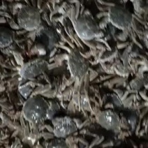 满仔满黄山东河蟹大量供应