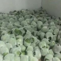 陕西三原蔬菜大量上市，品质好保质保量（有冷库有厂地）