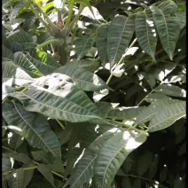 基地直发正宗红油香椿苗，免费提供种植技术