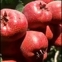 老北京糖糖葫芦，硬度扛扛滴！