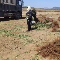 李子苗（矮支分叉）各种品种南北方均可种植